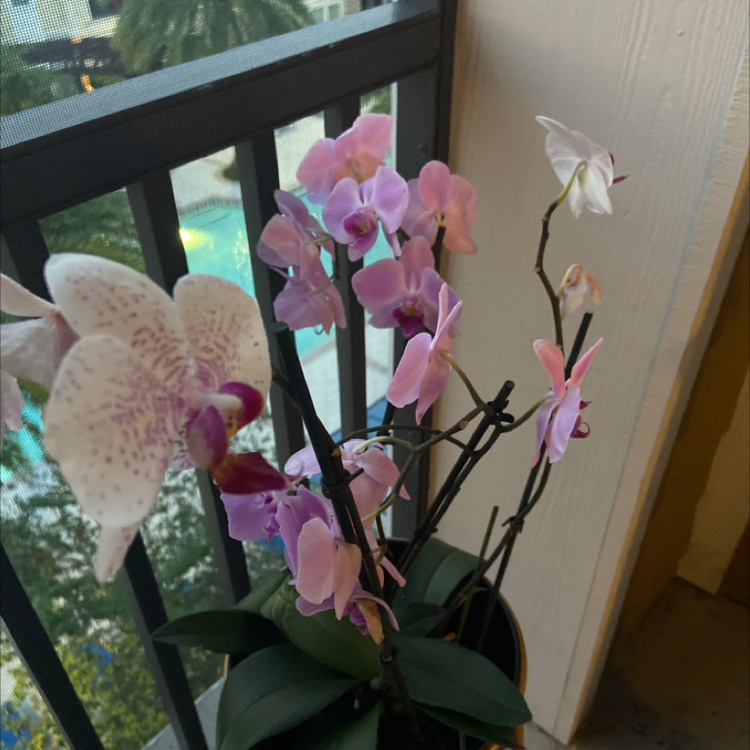 Photo of the plant species Grand Duke jasimin by Kelly  named Betty & Cecilia on Greg, the plant care app