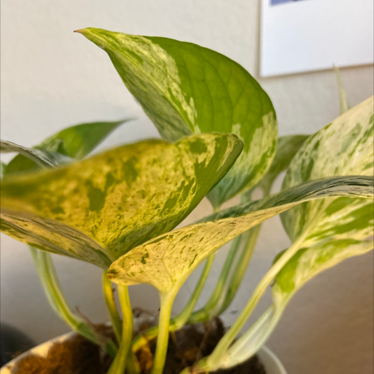 Healthy Jade Pothos plant with vibrant green and yellow variegated leaves, growing in a small pot with visible soil.