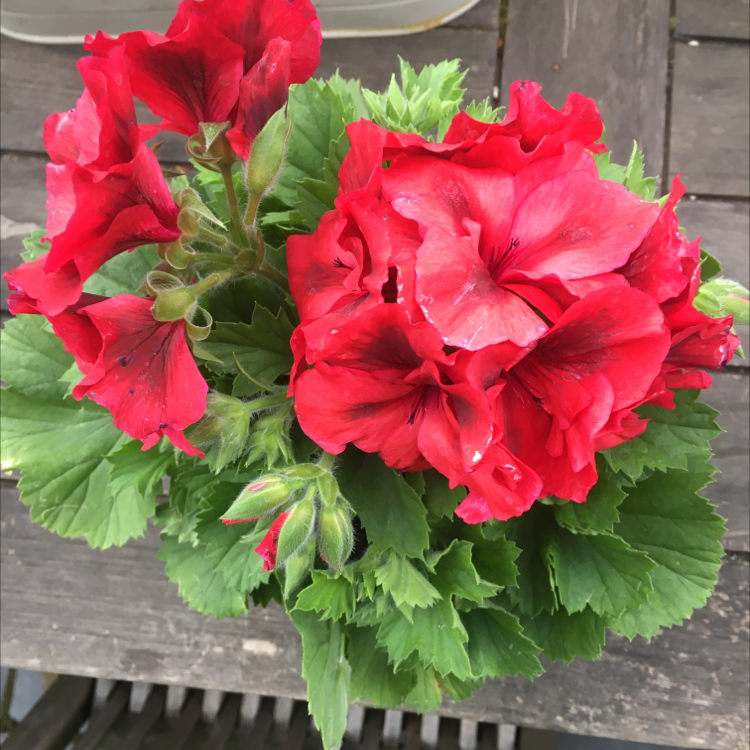 Photo of the plant species Muškát by @rain named walter on Greg, the plant care app