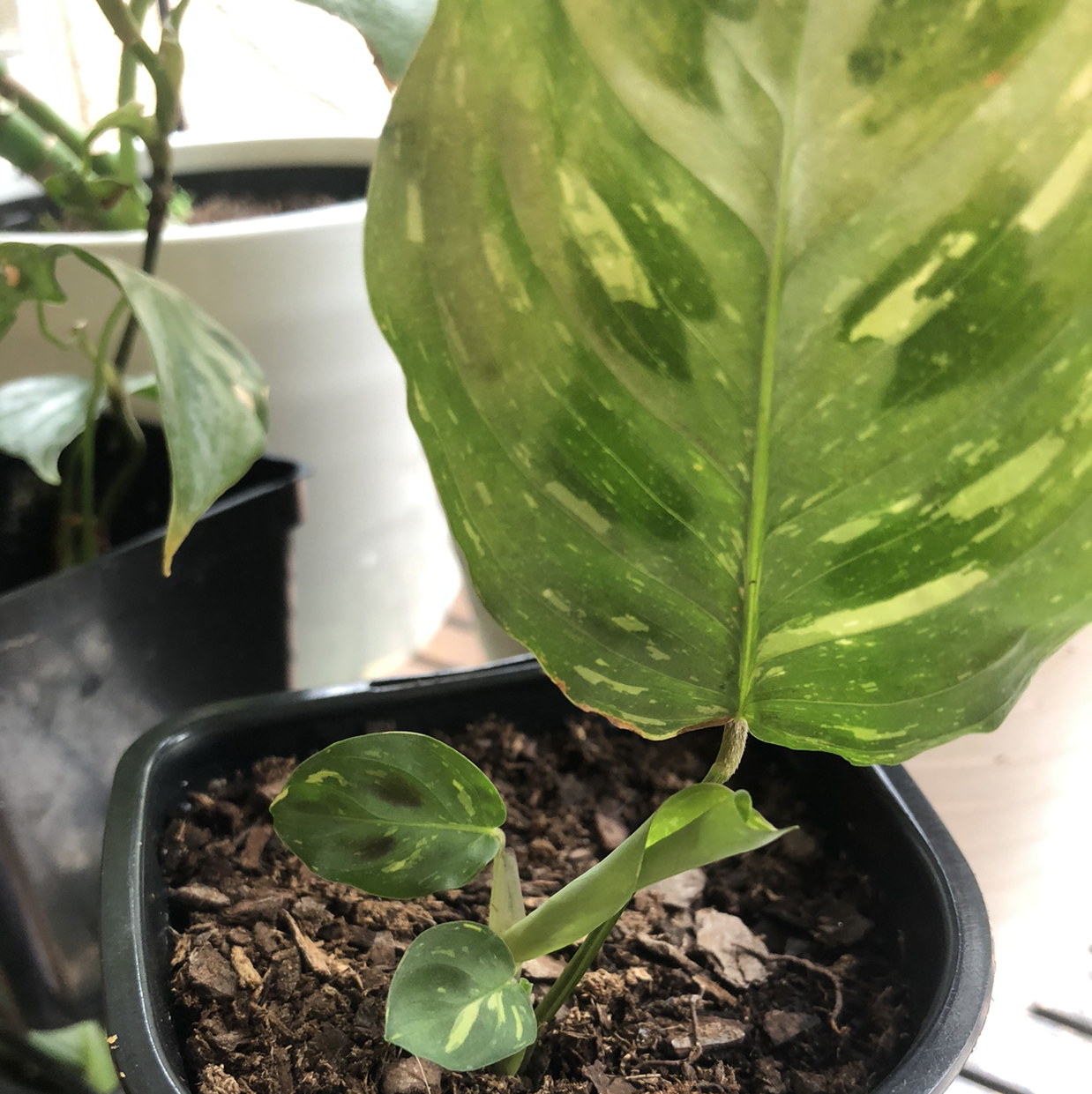 Variegated Prayer Plant in a small pot with visible soil and healthy leaves.