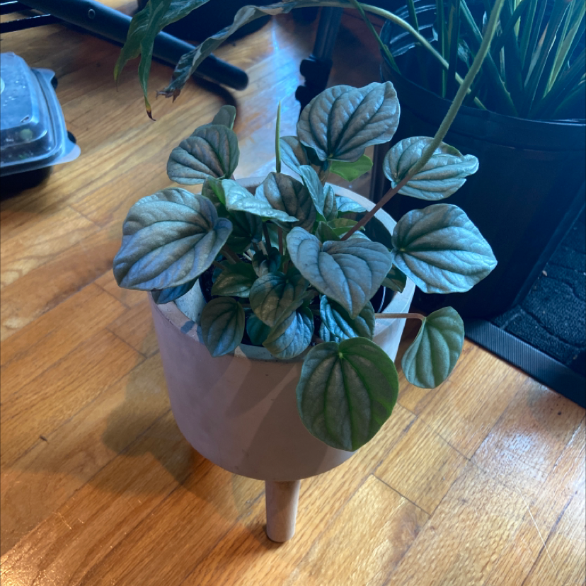 Silver Ripple Peperomia plant in a white pot with healthy, vibrant leaves.