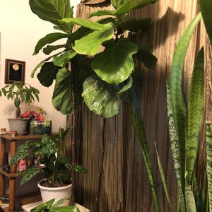 Fiddle Leaf Fig plant photo by Juliacb named Max on Greg, the plant care app.