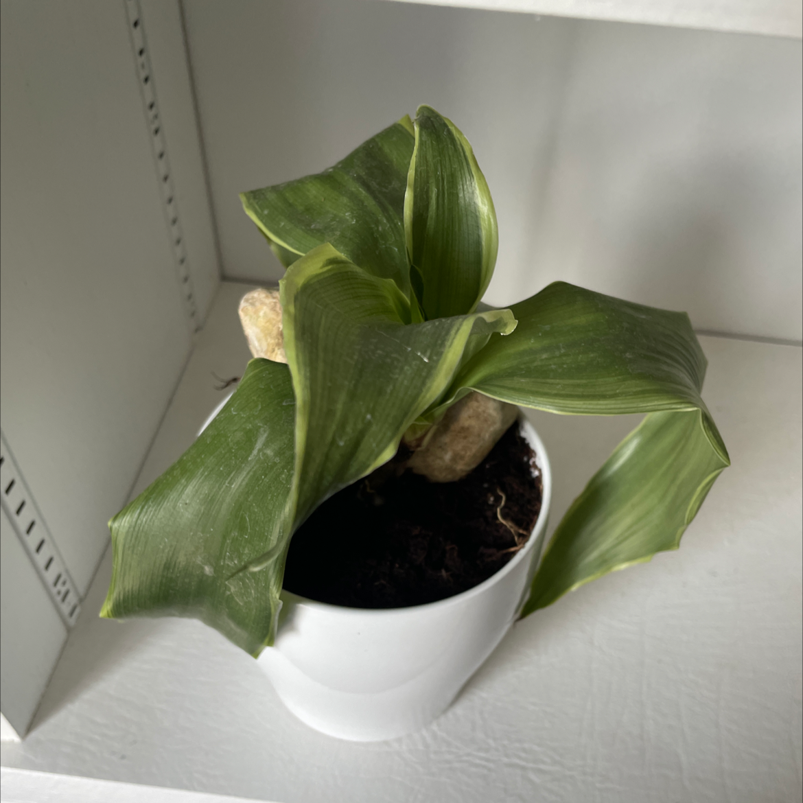 Cast Iron Plant plant photo by Mia named Fiona on Greg, the plant care app.