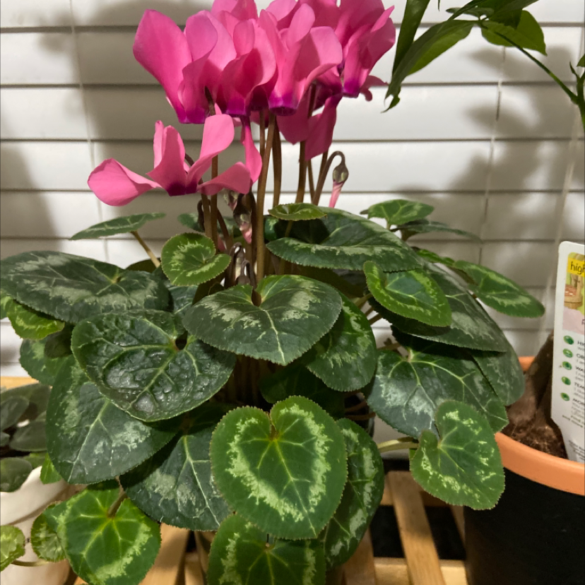 Vibrant pink Persian Cyclamen flowers in full bloom rising above marbled green foliage in a pot, indicating a very healthy plant.