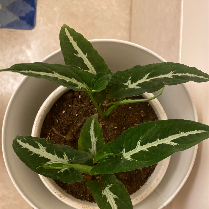 Syngonium wendlandii plant in a white pot with dark green leaves and white veins.