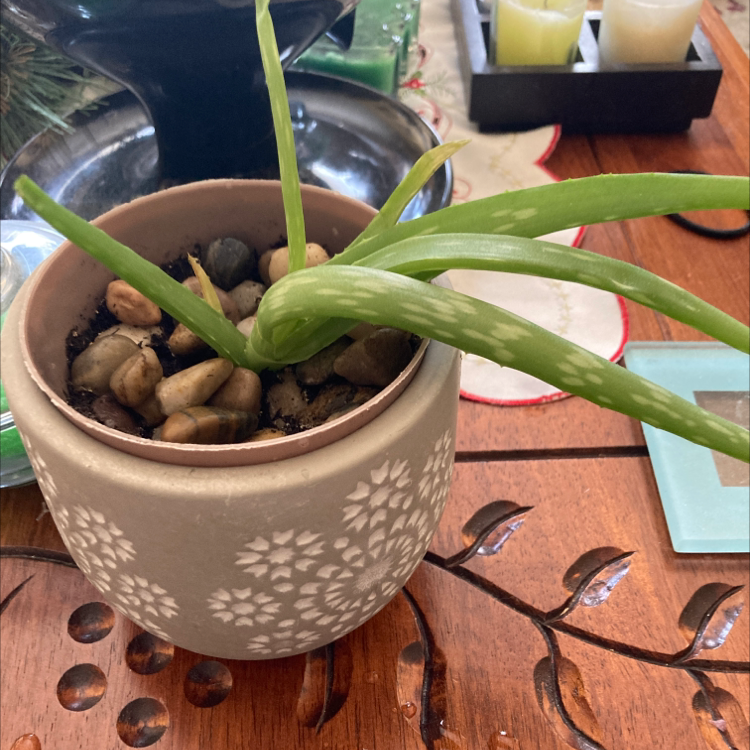 Aloe vera plant photo by Taylor named Michelle Obama on Greg, the plant care app.