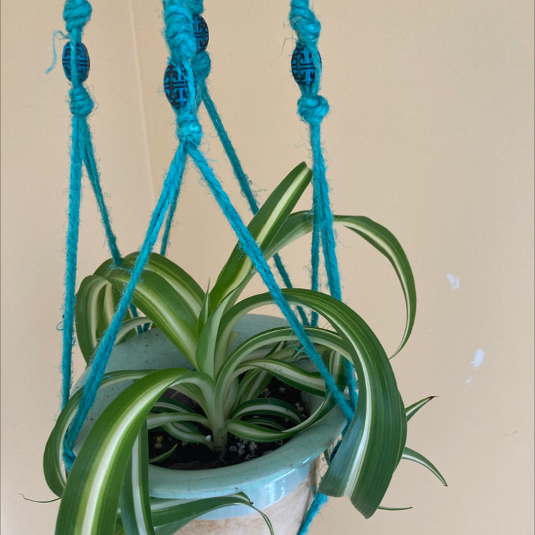 Spider Plant plant photo by Taylor named Frank on Greg, the plant care app.
