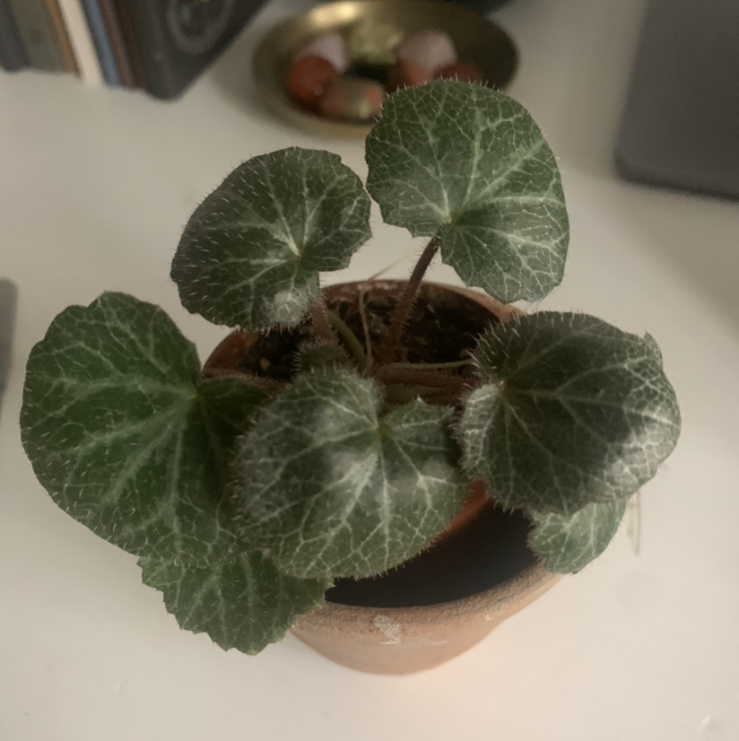 Potted Strawberry Begonia with green leaves and white veining, soil visible.