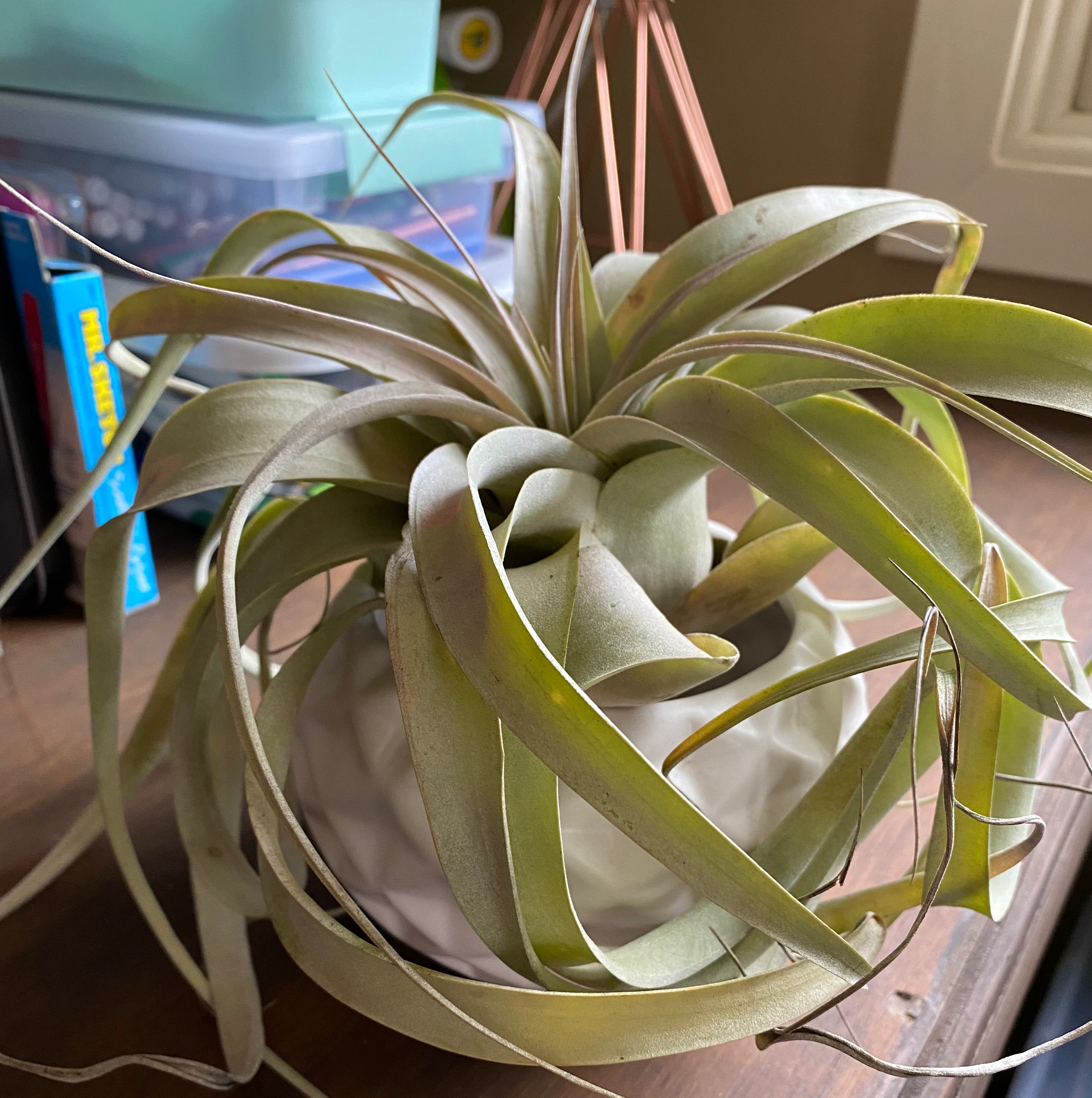 Why Are My Tillandsia Xerographica Leaves Falling Over?