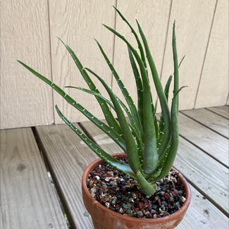Aloe Vera plant in Lawrence, Kansas