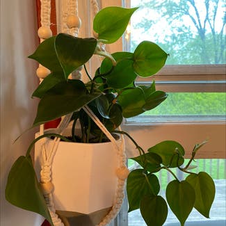 Heartleaf Philodendron plant in Lawrence, Kansas