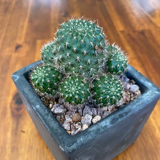 Mexican Pincushion plant in Lawrence, Kansas