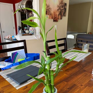 Lucky Bamboo plant in Lawrence, Kansas