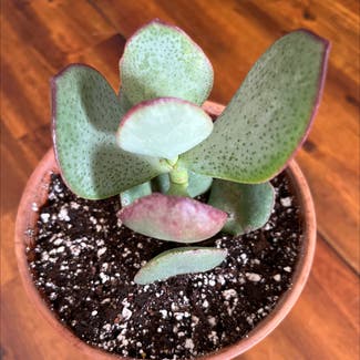 Silver Jade Plant plant in Lawrence, Kansas
