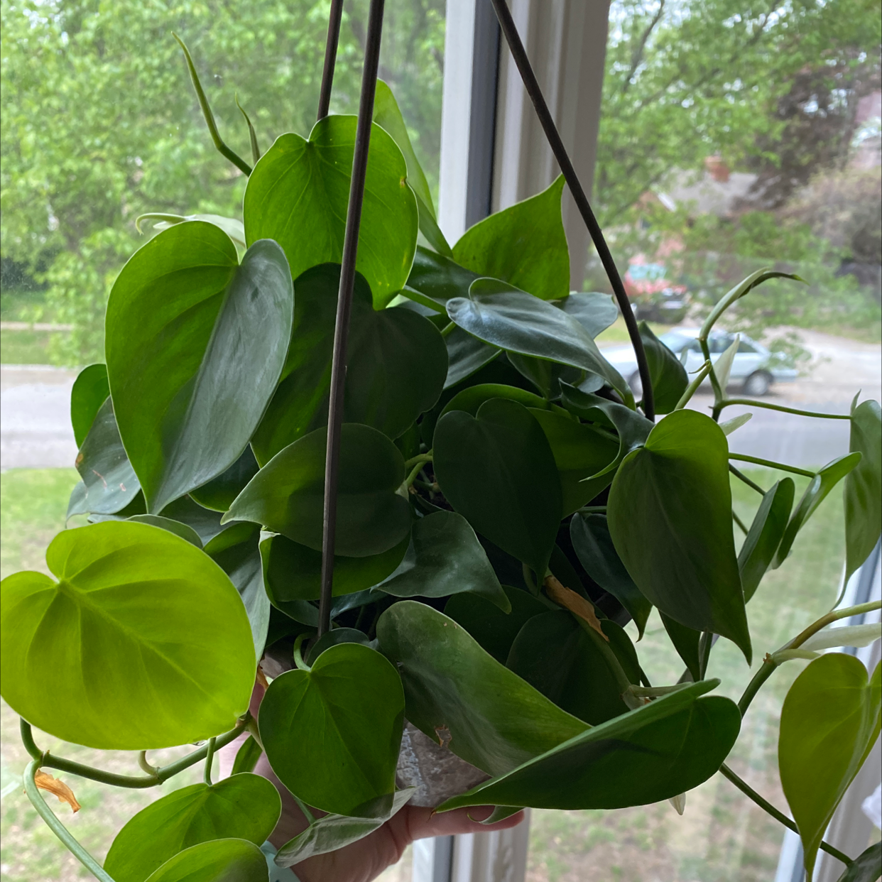 Philodendron Scandens plant photo by @kaleena named Soul on Greg, the plant care app.