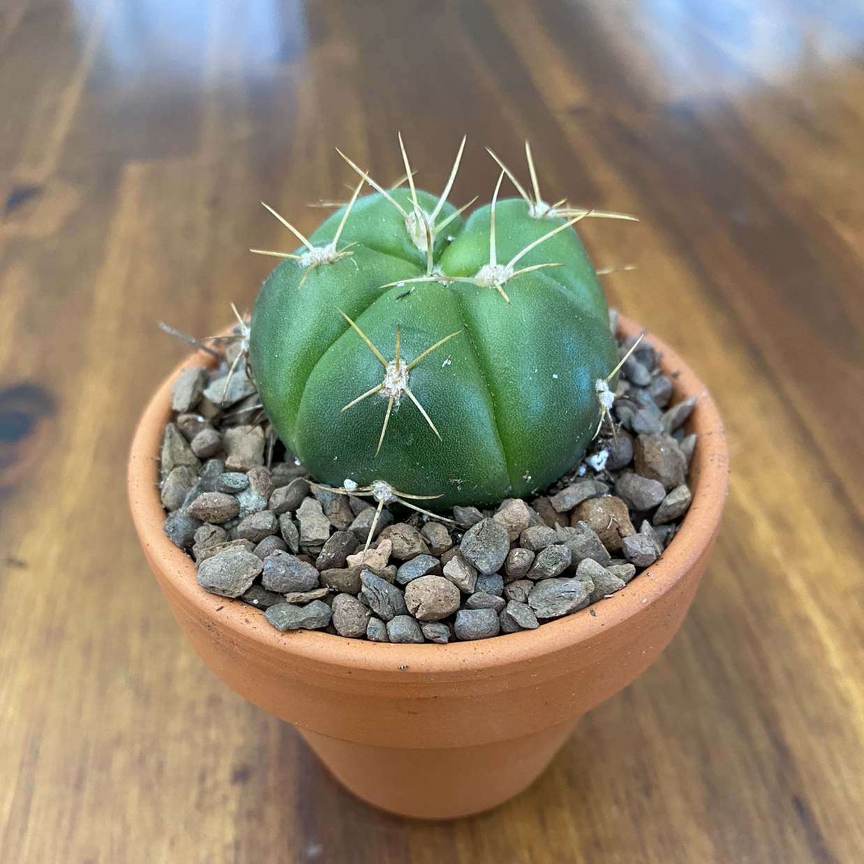 Sider Cactus uploaded to the Greg plant app by @kaleena