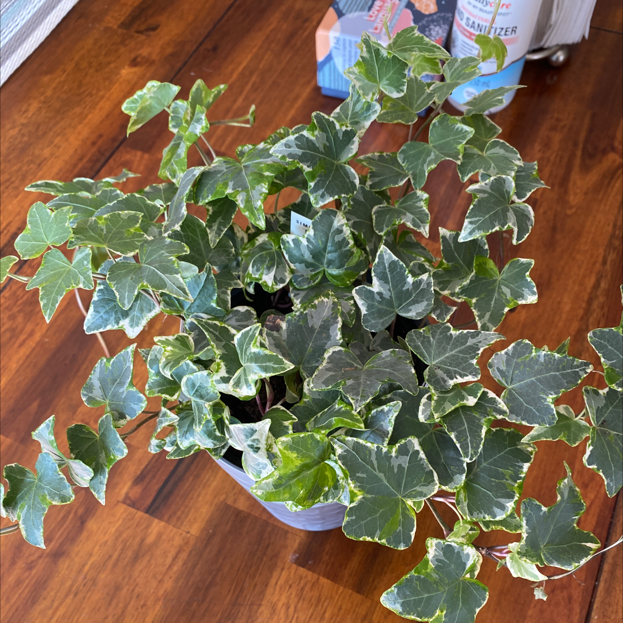 English Ivy plant photo by @kaleena named Winston on Greg, the plant care app.