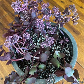 Dragon's Blood Stonecrop plant in Lawrence, Kansas