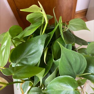 Heartleaf Philodendron plant in Lawrence, Kansas