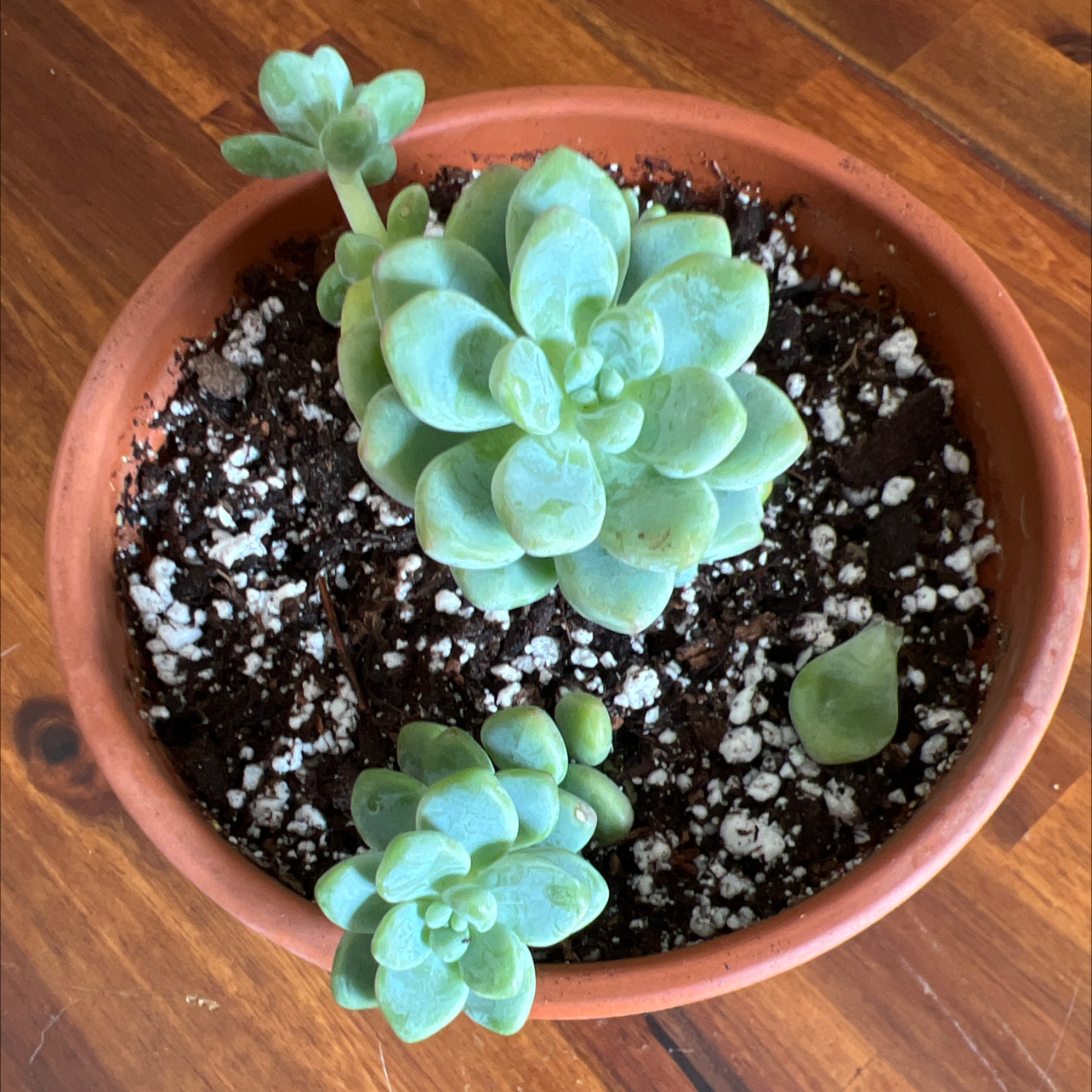 Sedum clavatum plant in a terracotta pot with visible soil and healthy green leaves.