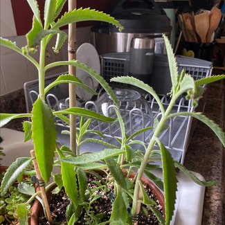 Mother of Thousands plant in Lawrence, Kansas