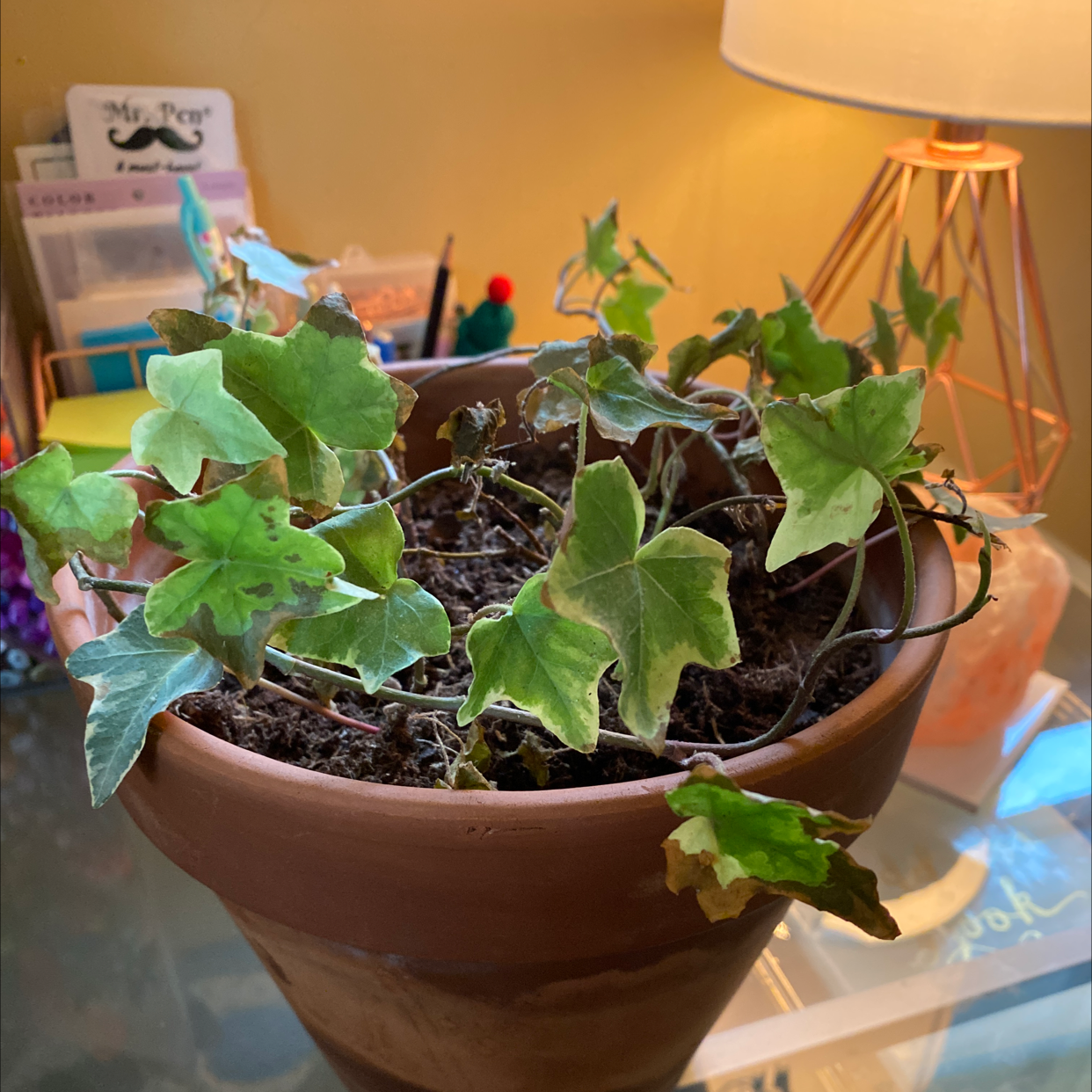English Ivy plant photo by @kaleena named Sad Ivan on Greg, the plant care app.