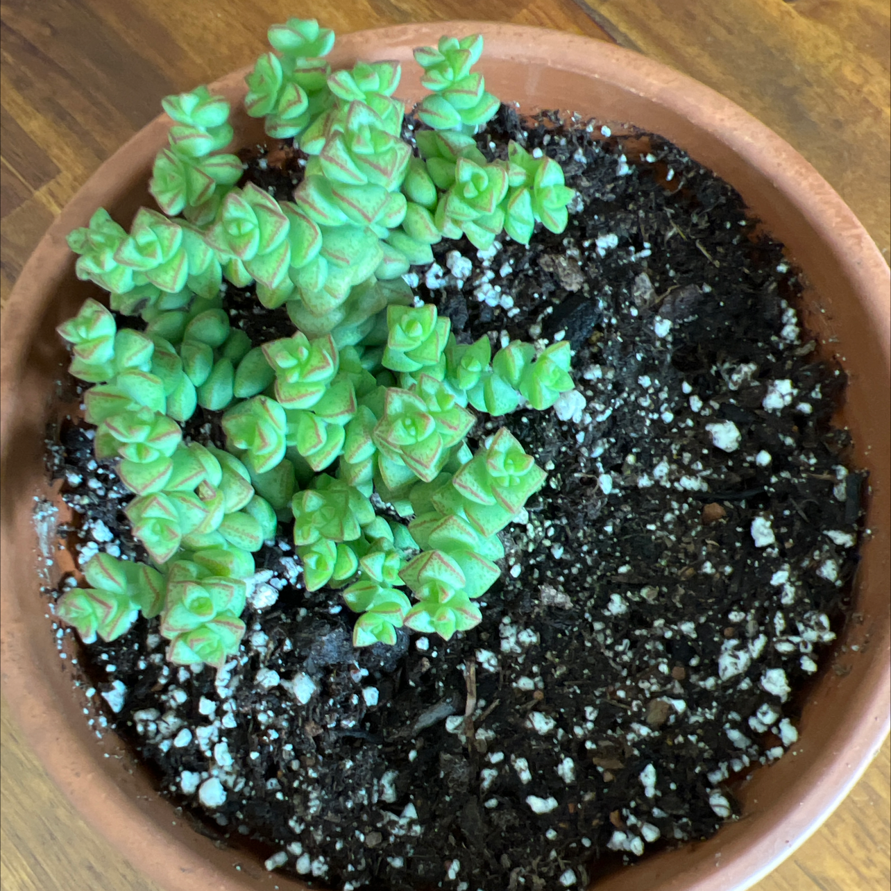Healthy Tom Thumb succulent in a terracotta pot with well-draining soil.