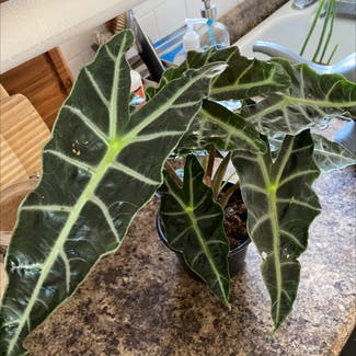 Alocasia amazonica plant in Lawrence, Kansas