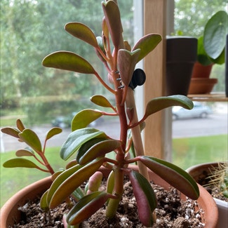 Peperomia graveolens 'Ruby Glow' plant in Lawrence, Kansas