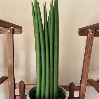 Cylindrical Snake Plant plant in Lawrence, Kansas