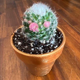 Silver Cluster Cactus plant in Lawrence, Kansas