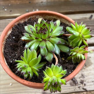 Hens and Chicks plant in Lawrence, Kansas