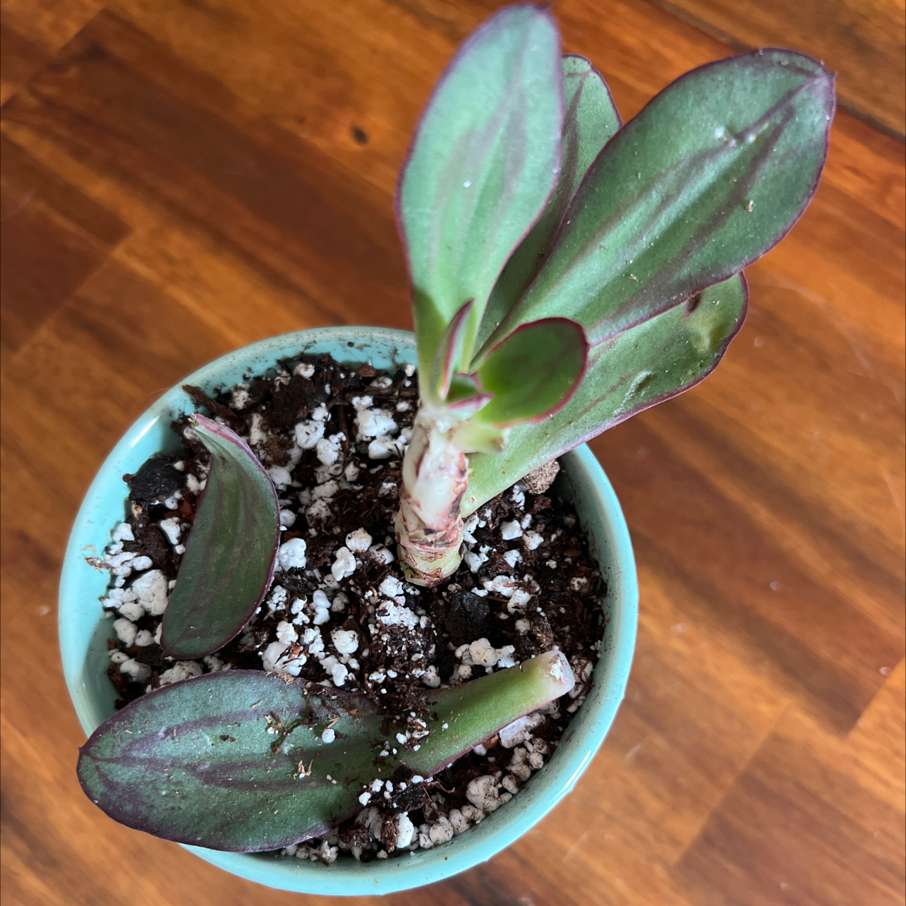 Painted Echeveria plant in a small pot with visible soil and some leaf browning.