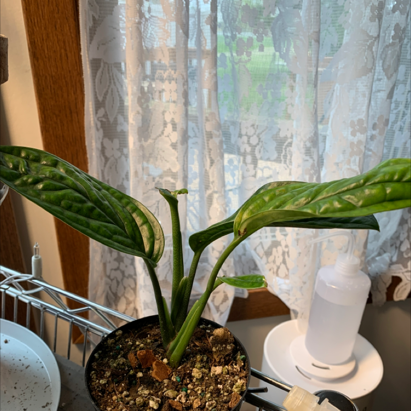 Monstera pinnatipartita plant photo by Paige named Peru on Greg, the plant care app.