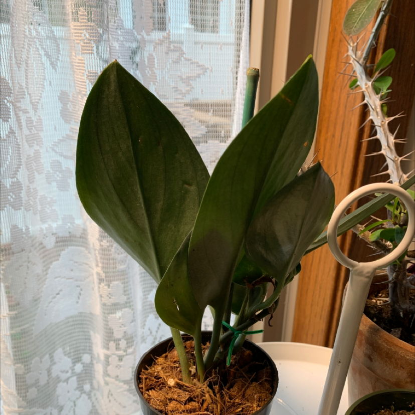 Scindapsus treubii 'Dark Form' plant photo by Paige named Dark form on Greg, the plant care app.