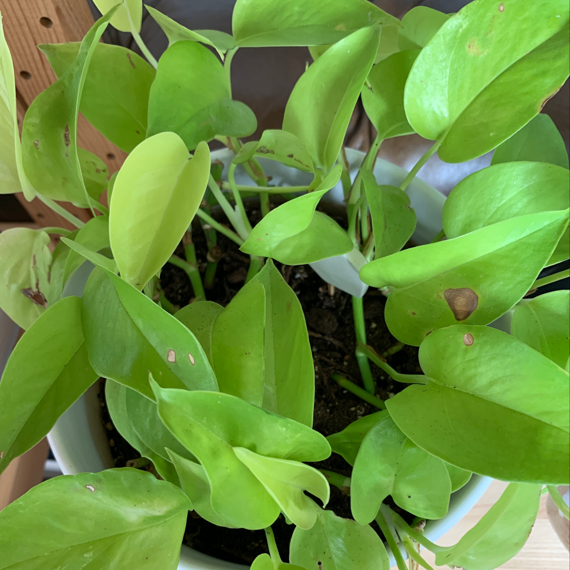 Photo of the plant species Miltassia by Megan named Polly on Greg, the plant care app