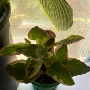 Jelly Peperomia plant photo by @sammiswick named Muhammad Ali on Greg, the plant care app.