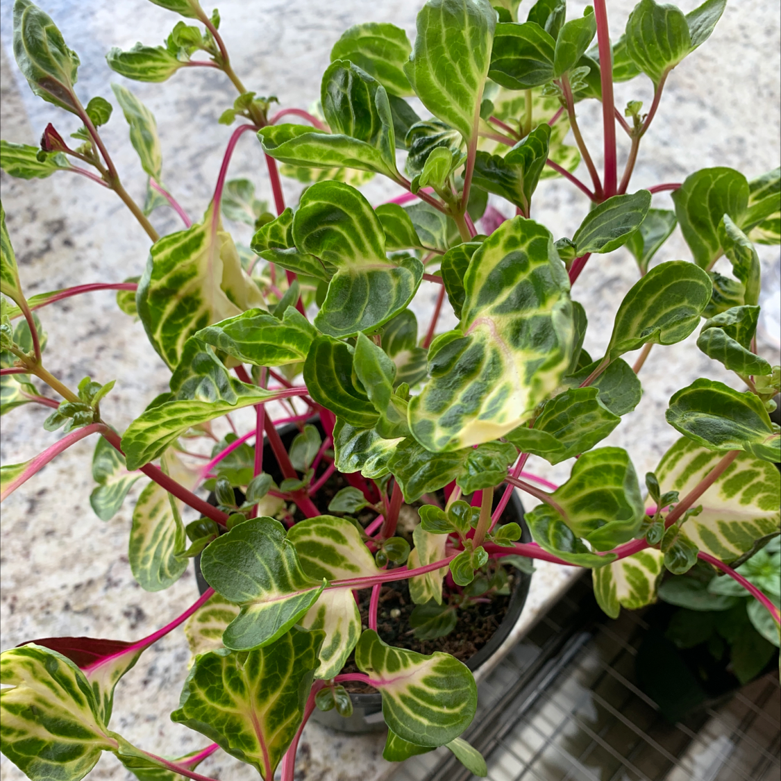 Lush, healthy Herbst's Bloodleaf plant with vibrant green and red variegated leaves in a pot, no signs of disease or deficiency.