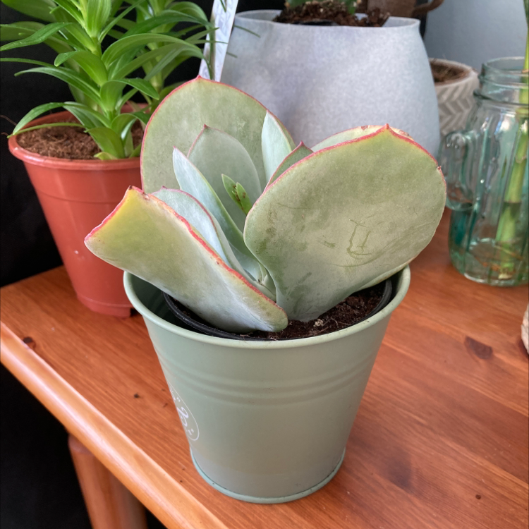 Pig's Ear plant (Cotyledon orbiculata) in a green pot with healthy, fleshy leaves.