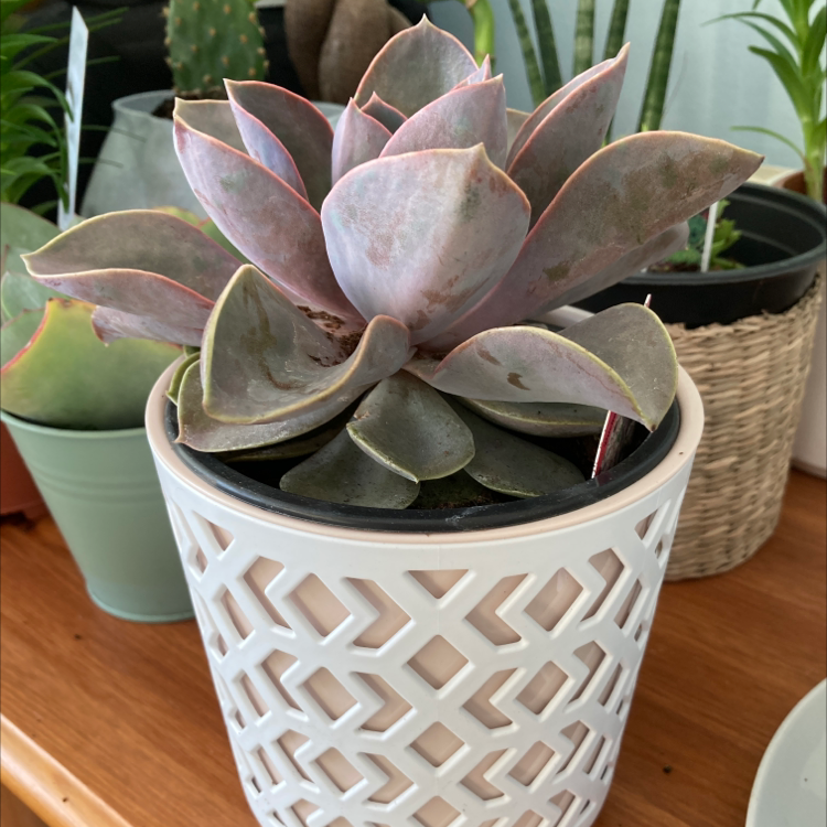 Photo of the plant species Echeveria 'Duchess of Nuremberg' by @LivandTay21 named Aphrodite on Greg, the plant care app