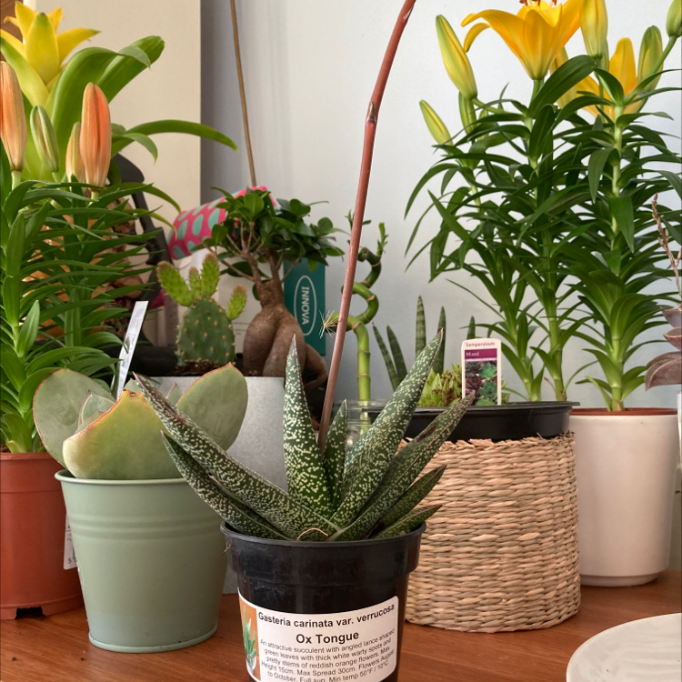 Photo of the plant species Ox Tongue by @LivandTay21 named Marley on Greg, the plant care app