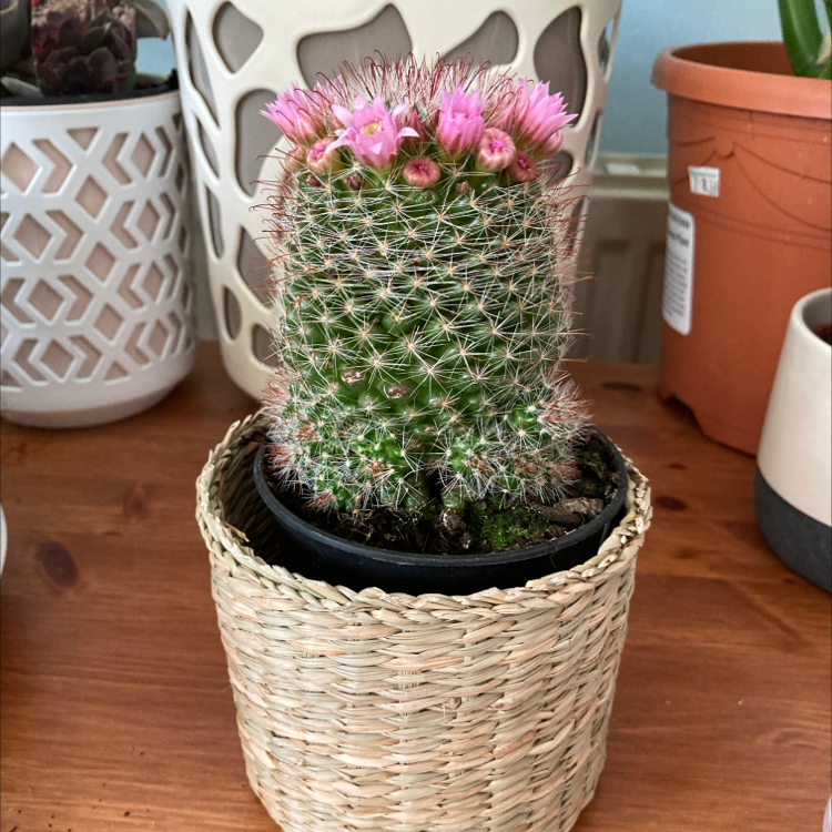 Photo of the plant species Mammillaria supraflumem reppenhagen by @LivandTay21 named Athena on Greg, the plant care app
