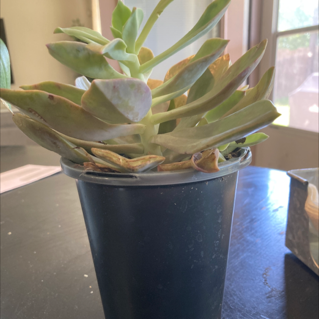 Photo of the plant species Echeveria 'Sanyatwe' by Sue named Mochi on Greg, the plant care app