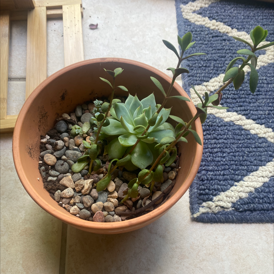 Potted Echeveria purpusiorum succulent with pebbles on soil, well-centered and healthy.