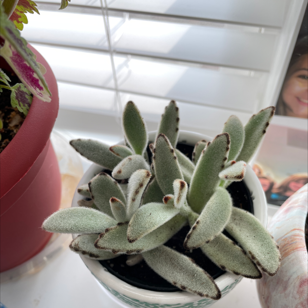 Photo of the plant species Panda Plant by @emilymitchell named Delilah on Greg, the plant care app