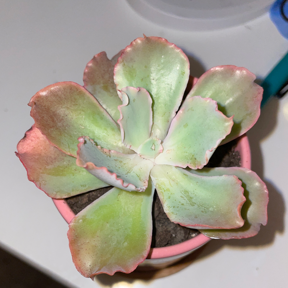 Photo of the plant species Echeveria 'Takasago No Okina' by @emilymitchell named Rosa on Greg, the plant care app