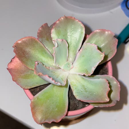 Photo of the plant species Echeveria 'Takasago No Okina' by Emilymitchell named Rosa on Greg, the plant care app