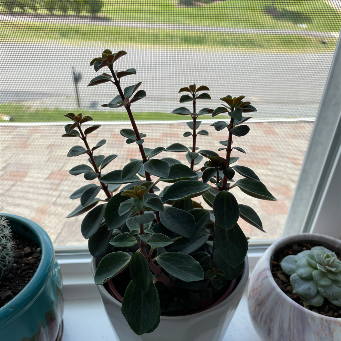 Photo of the plant species Peperomia Red Log by @emilymitchell named Willow on Greg, the plant care app