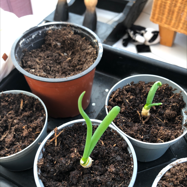 Several small pots with soil and young green onion plants. The plants appear healthy.
