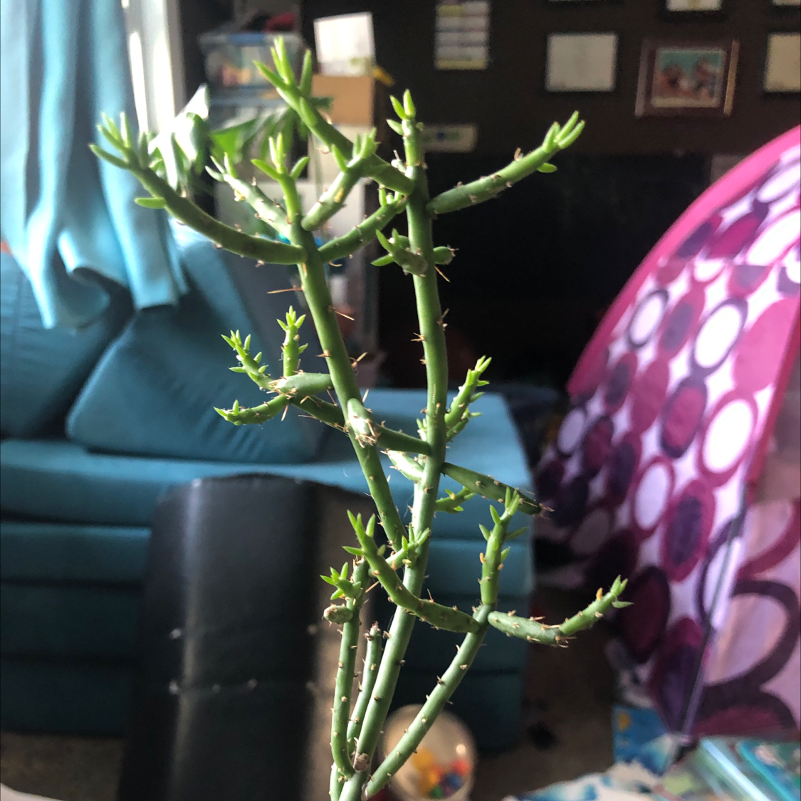 Photo of the plant species Desert Christmas Cactus by @Tathiel07 named Oryx on Greg, the plant care app
